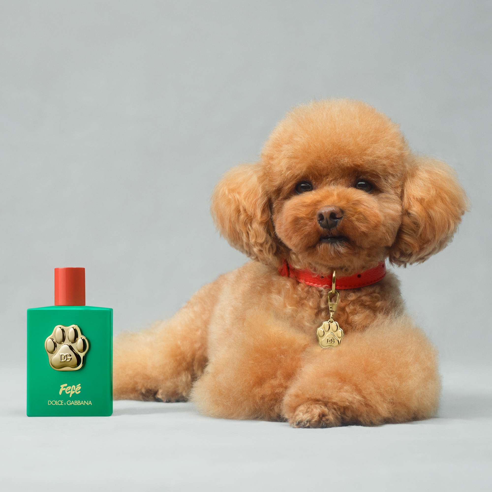 Dolce&Gabbana cria perfume exclusivo para cães, com um frasco banhado a ouro. Saiba quanto custa