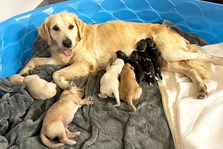 Golden Retriever acabada de ser mãe acolhe ninhada de cães selvagens rejeitados pela progenitora
