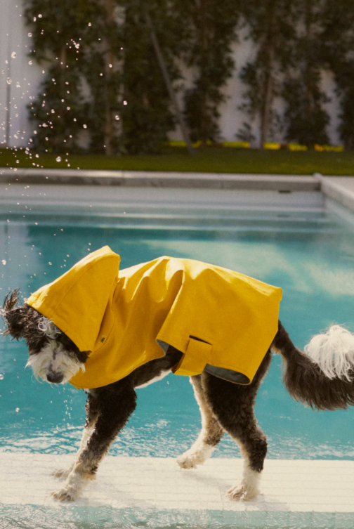 Zara lança coleção para animais. Há camisolas e brinquedos para cães a partir de 7,95€