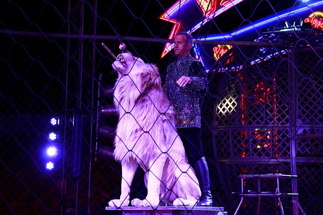 Depois de denuncia de agressões, Victor Hugo Cardinali acusado de maus tratos a animais do circo