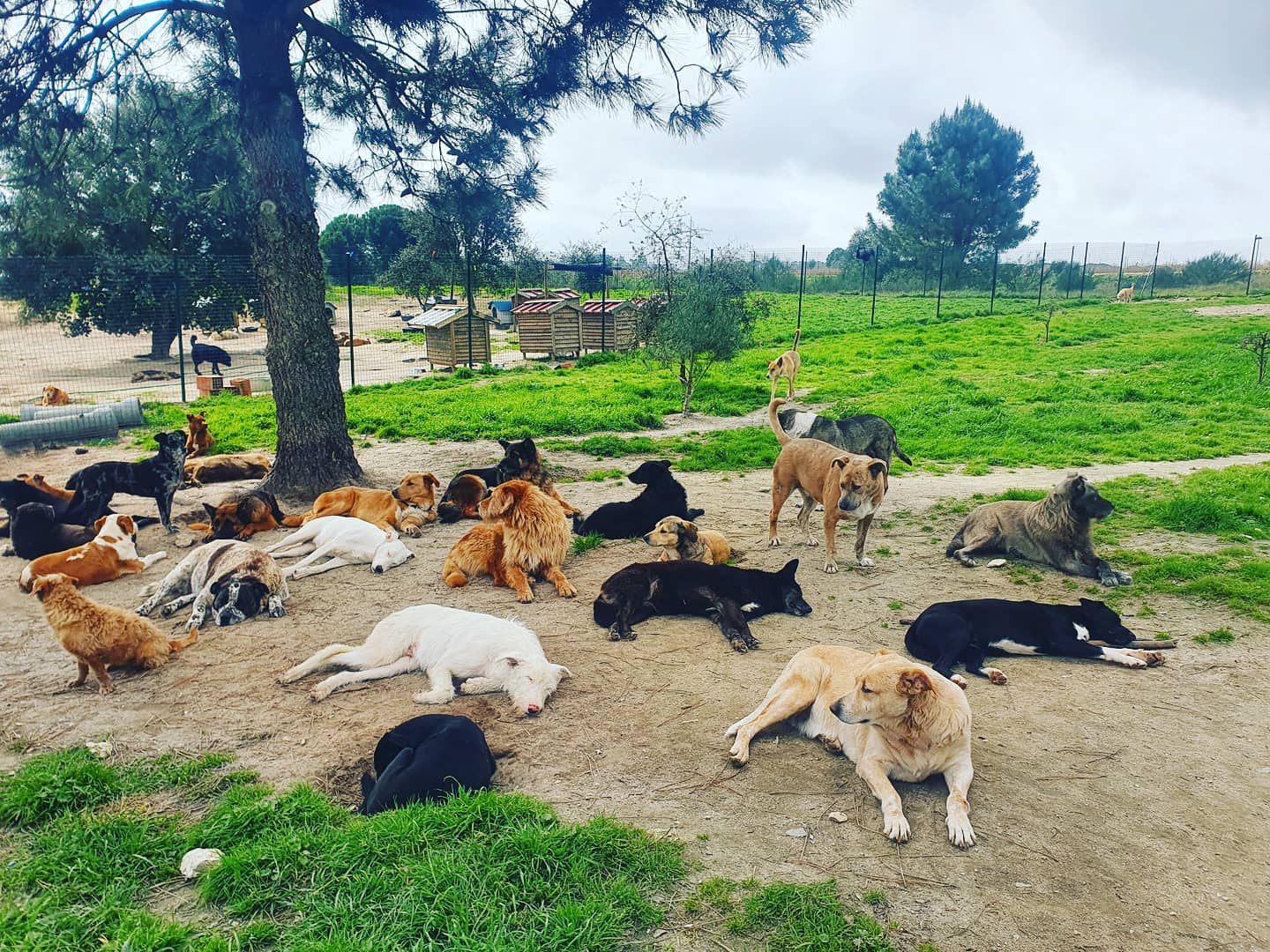 Associação que acolhe 500 cães e gatos precisa de ajuda para salvar os animais. Saiba como ajudar