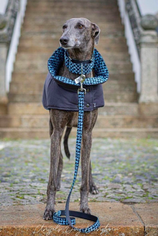 Anúbis foi um dos cães maltratados pelo cavaleiro João Moura. Veja como está o patudo agora
