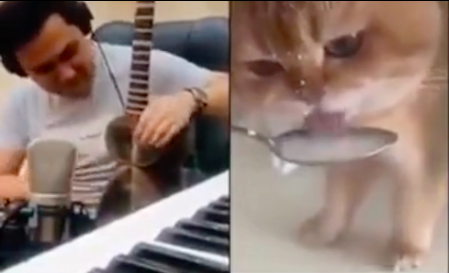 Este gato a beber leite deu origem a uma canção. Veja o vídeo que já é viral