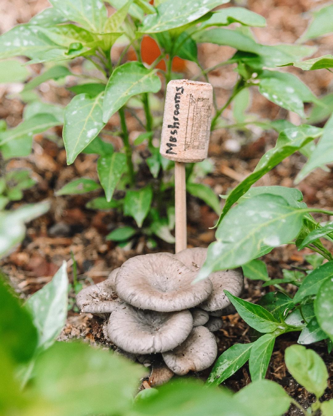 Cogumelos feitos a partir de borras de café? Existem e pode comprá-los aqui (e são um sucesso)