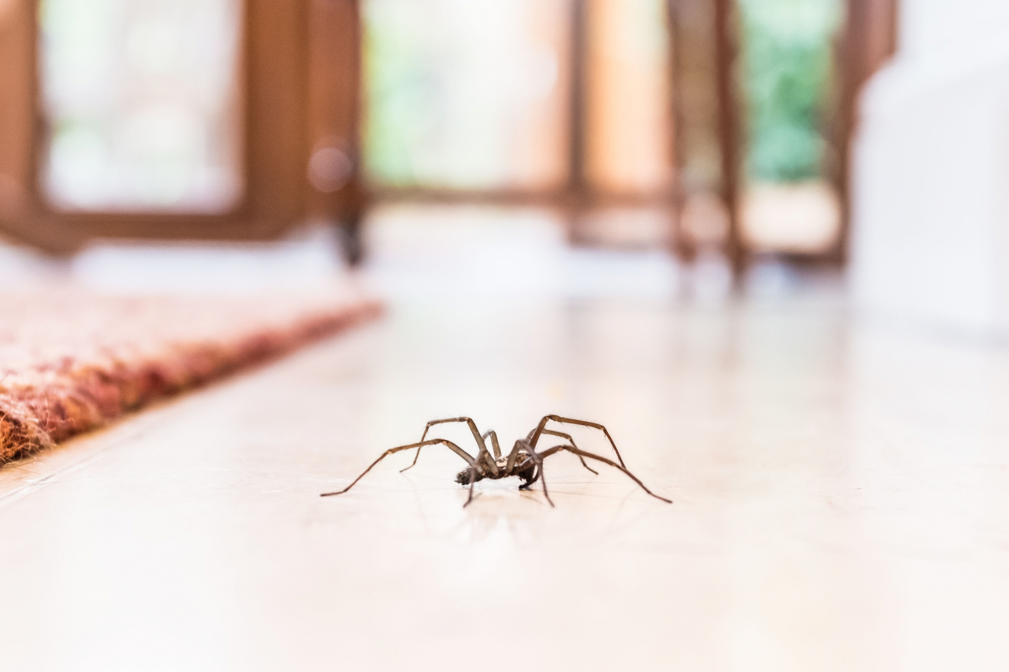 Costuma matar aranhas em casa? Não faça isso, a sério