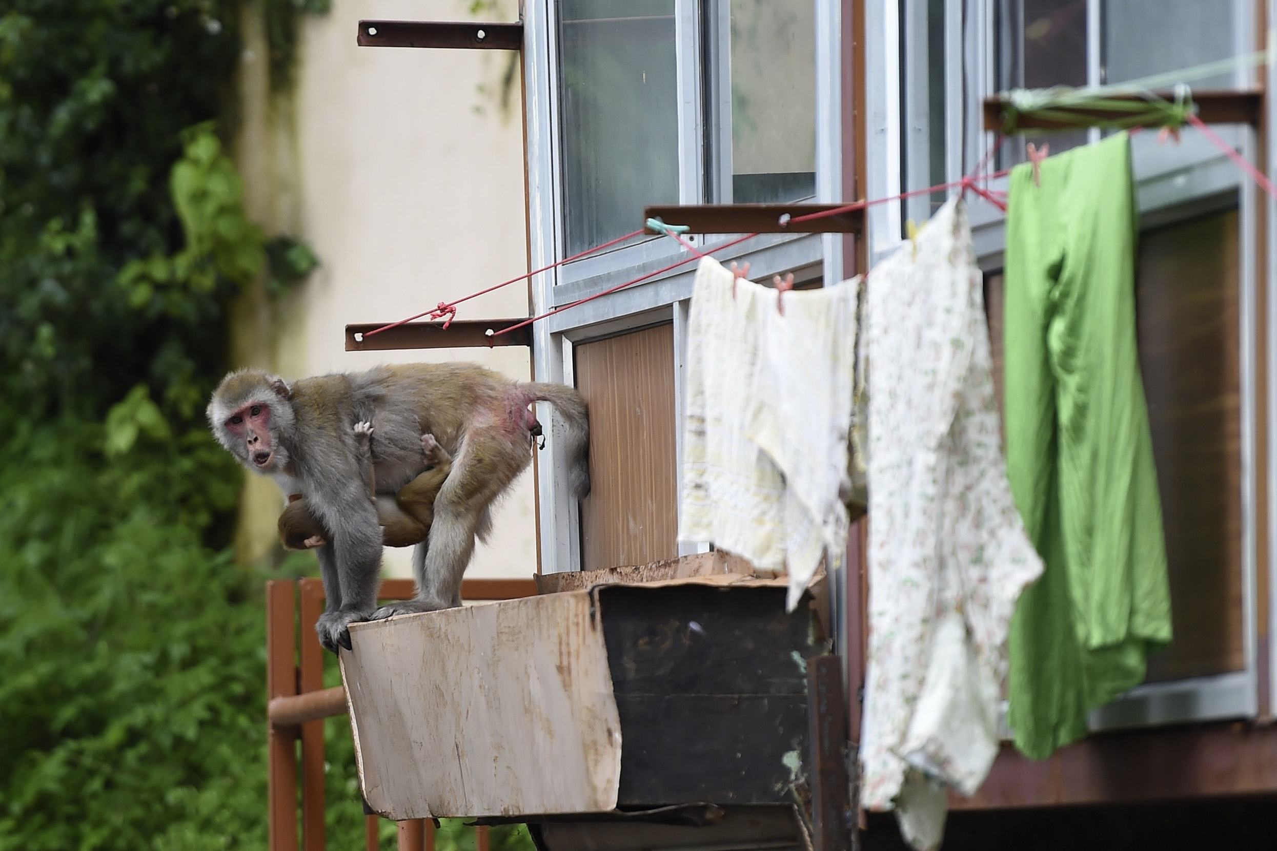 Macacos que comem, templo em tailândia.