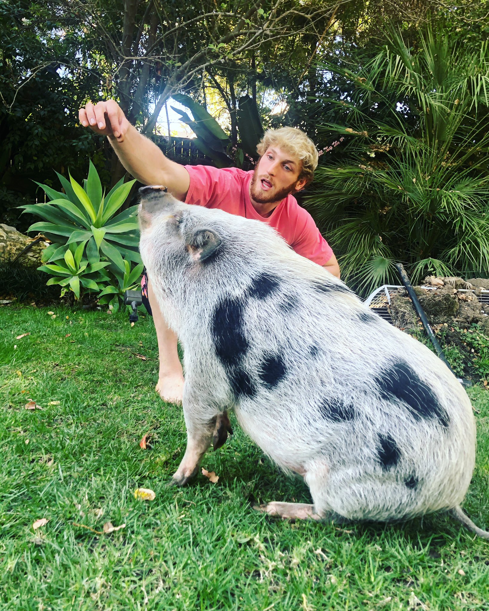 Youtuber multimilionário abandonou porca de estimação. Agora diz estar arrependido e querer ajudar