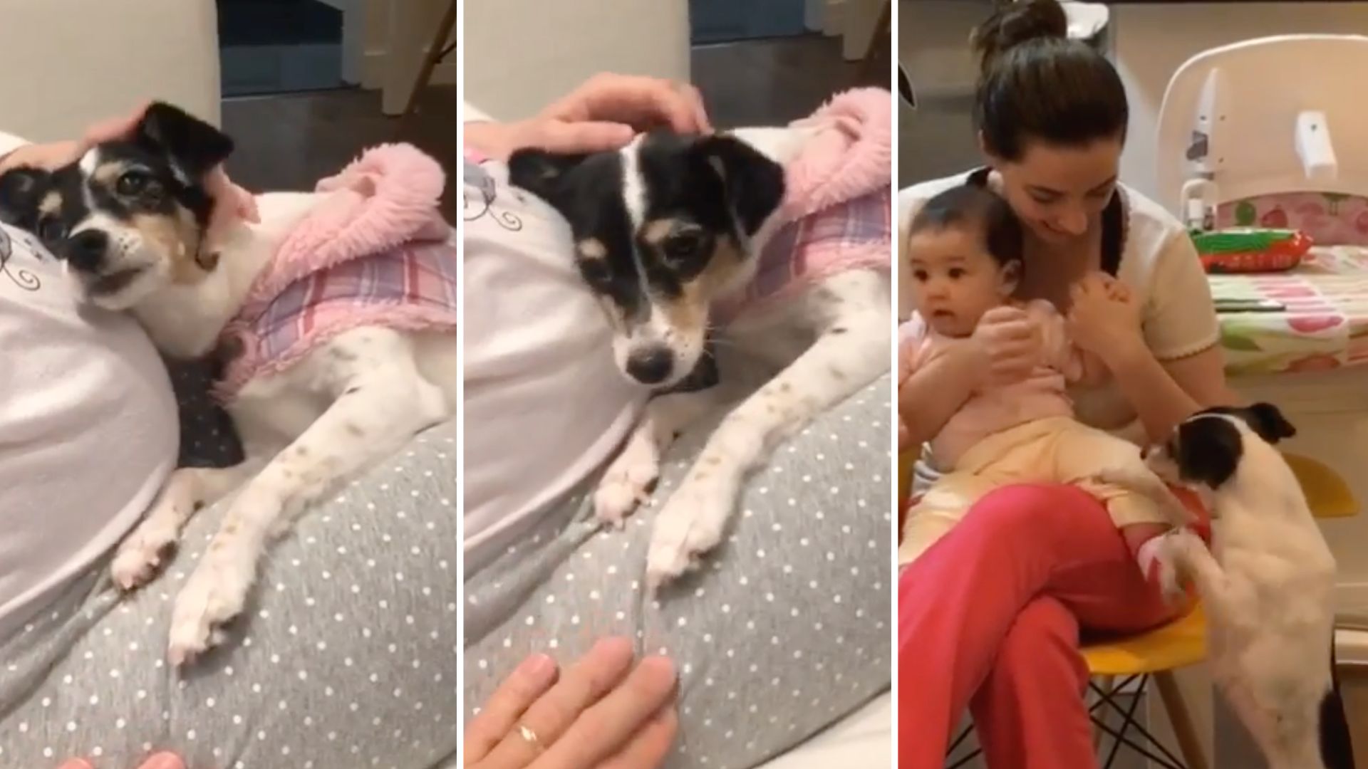Esta cadela apaixonou-se pela bebé da dona quando ela estava grávida. E só queria dar-lhe carinho — veja o vídeo