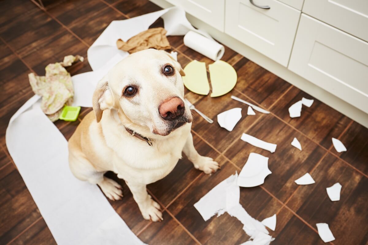 O que fazer quando os cães destroem tudo em casa (ou fazem chichi em todo o lado)