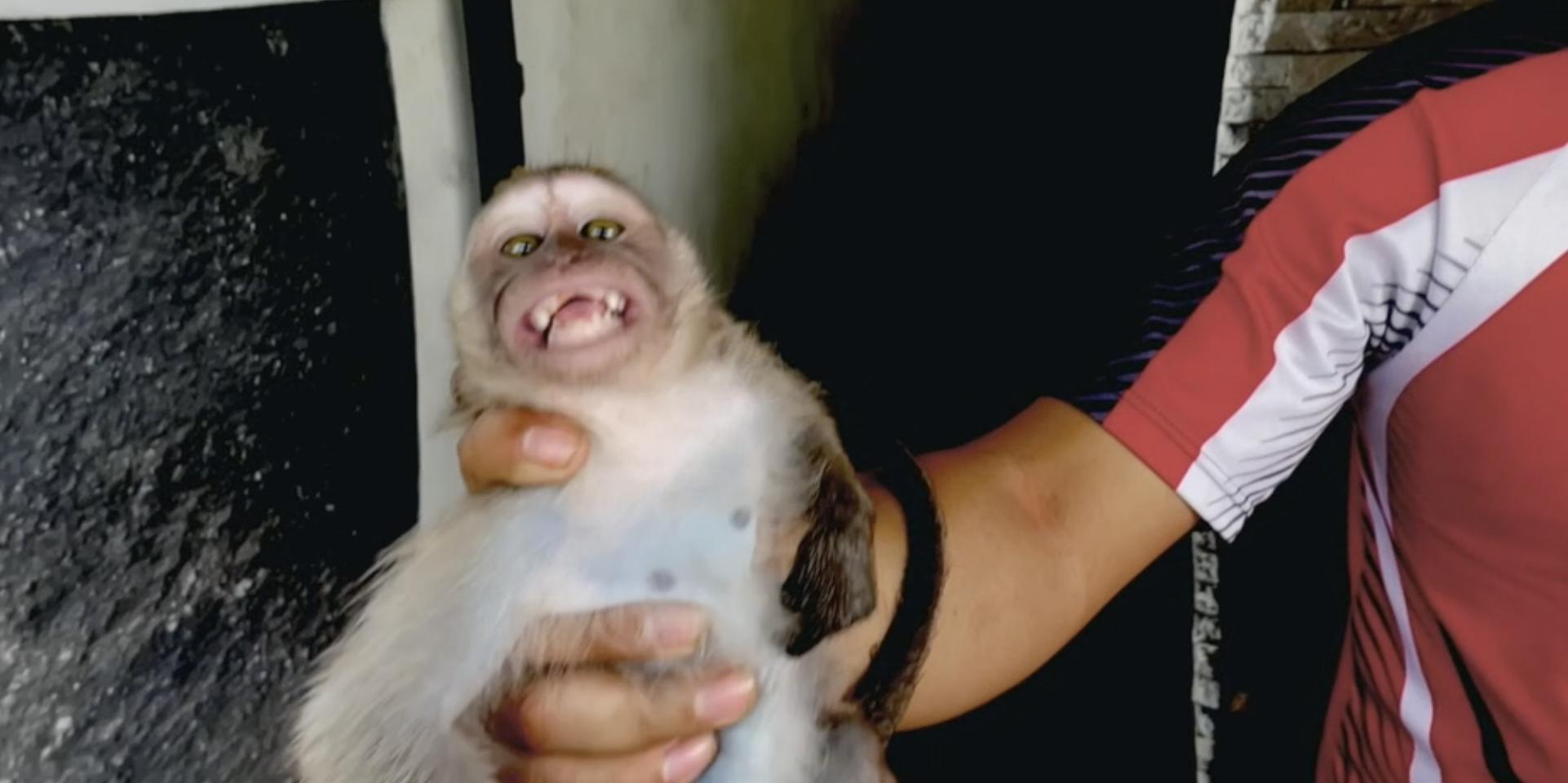 Inacreditável. Denunciado grupo no Telegram de pessoas que pagam para ver macacos bebés serem torturados