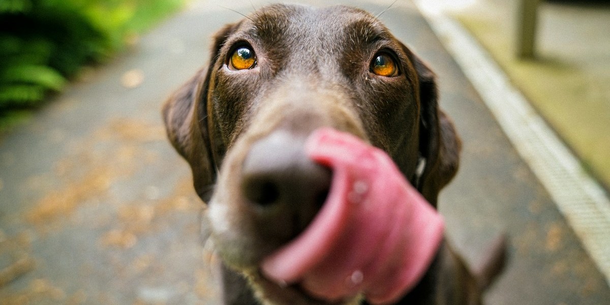 O que sentem os animais? Inteligência artificial pode ter a resposta