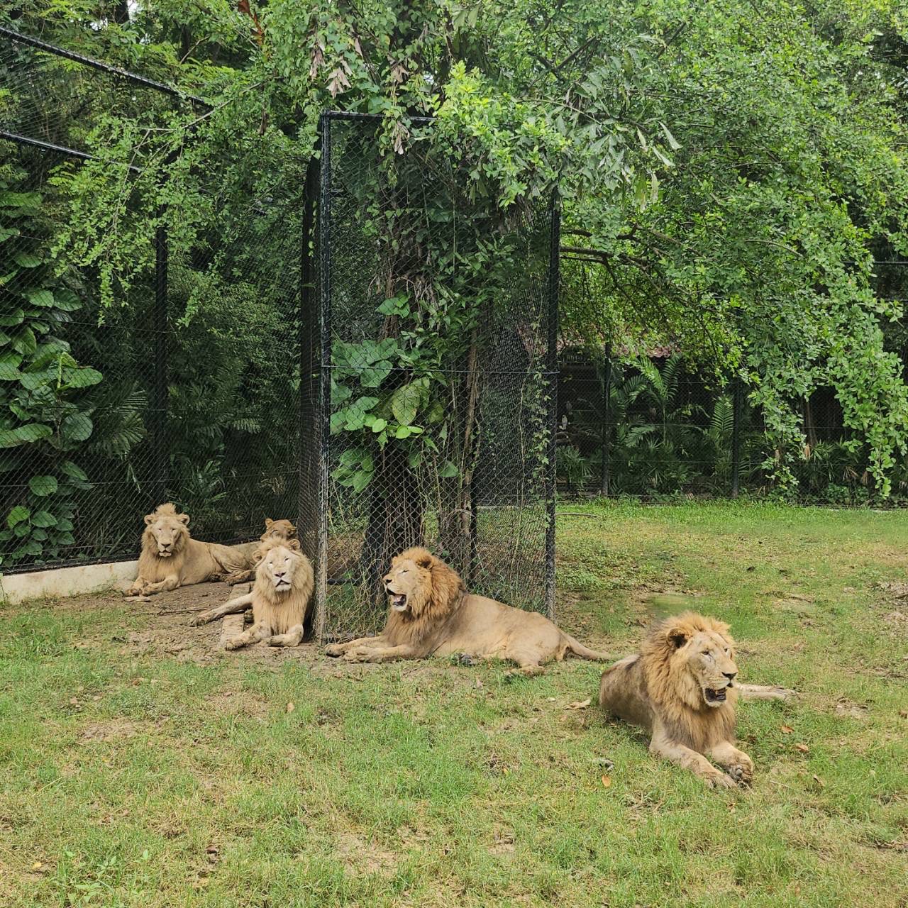 Funcionário de jardim zoológico foi morto por um grupo de leões (e os turistas viram tudo)