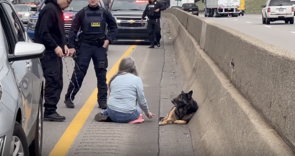 Mulher para o trânsito de autoestrada movimentada para salvar pastor alemão. Veja o vídeo