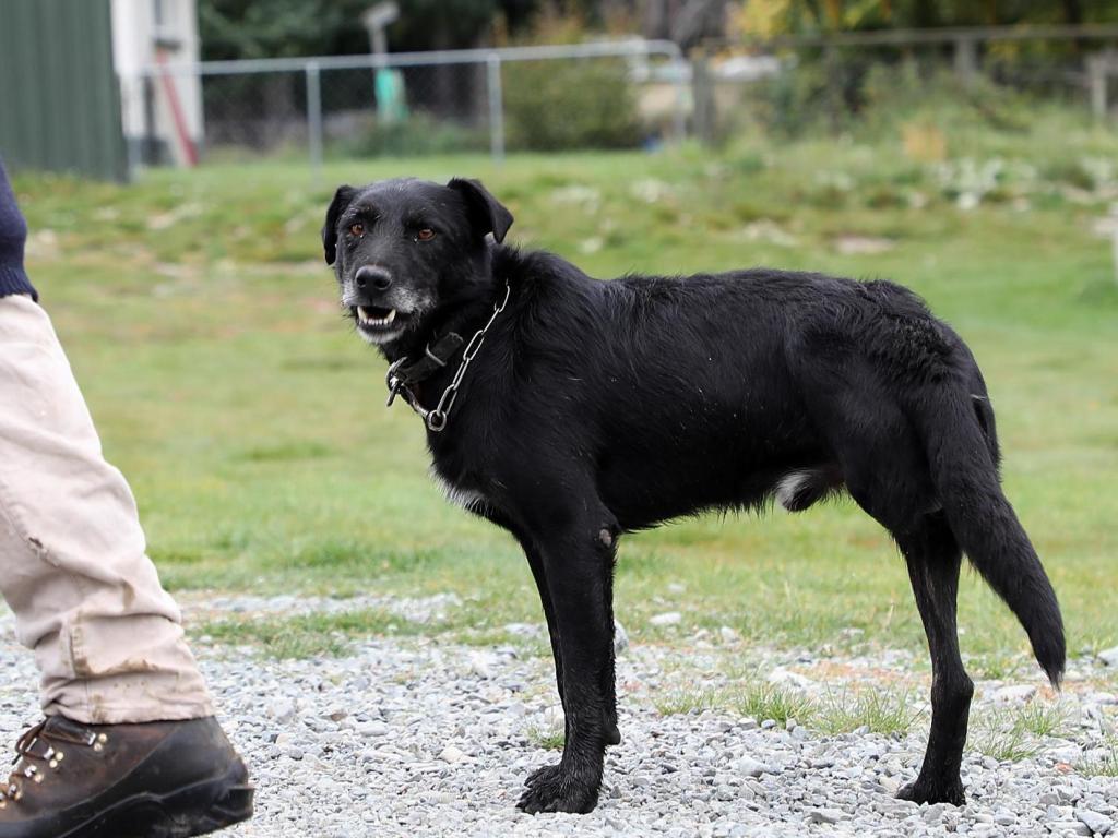 Cão de três patas salva bebé recém-nascido enterrado vivo