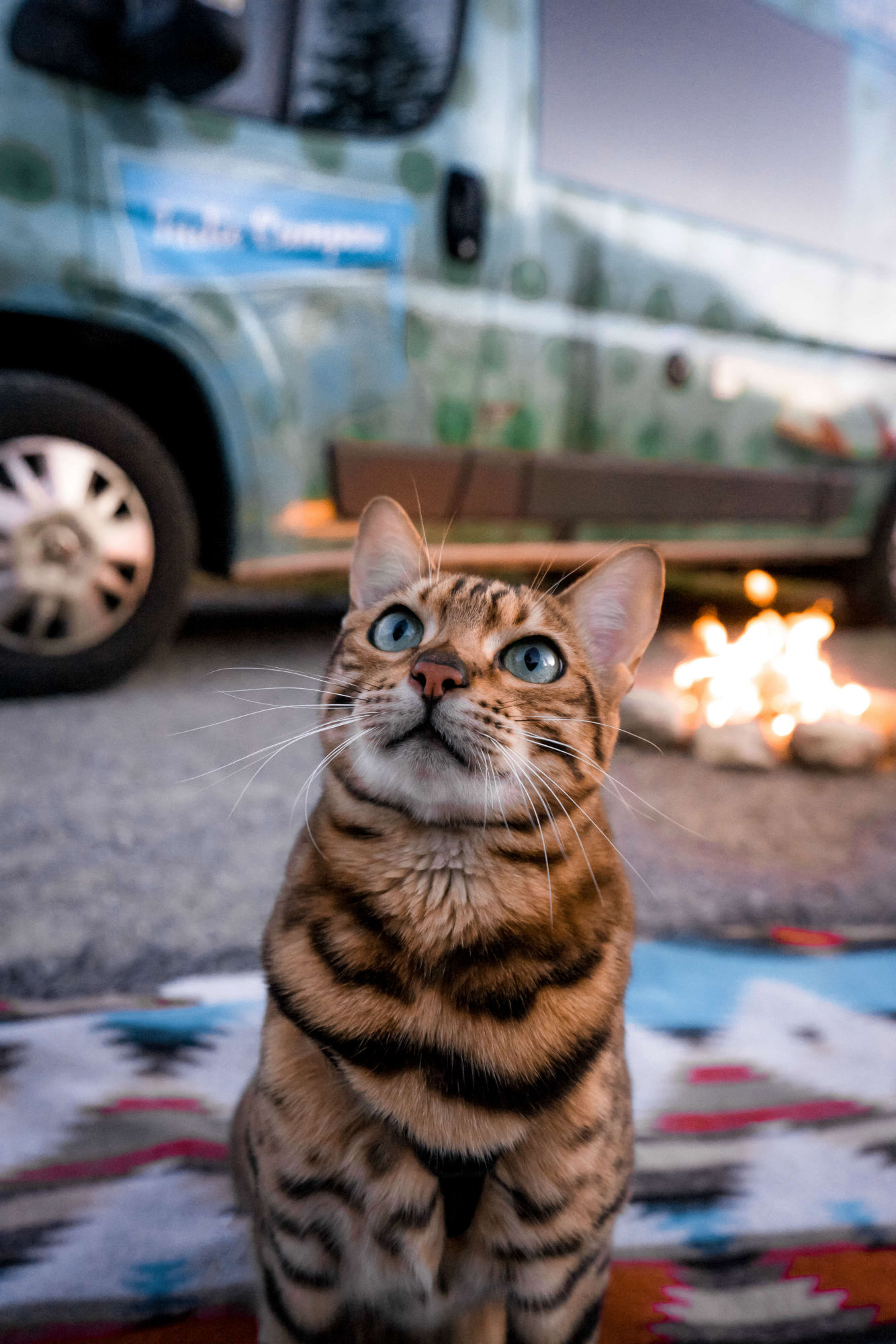 Os animais de estimação já podem viajar com a Indie Campers