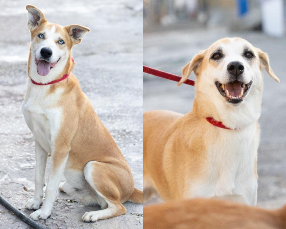 Rusty e Sandi são “cãopanheiros” de box no canil e estão à espera de ser adotados. Veja as fotos amorosas