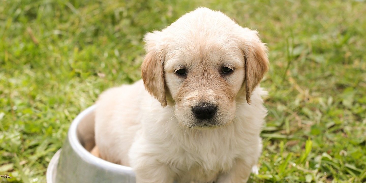 Polícia espanhola detém seis membros de gangue que vendia... cachorros inexistentes