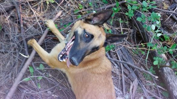Coca salvou o dia. Cadela da raça Pastor Belga Malinois ajudou GNR a encontrar homem desaparecido