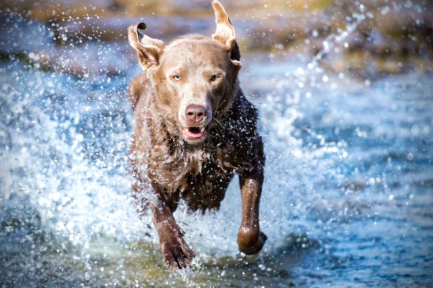 Este cão mandou-se para a água para enfrentar um tubarão-martelo (e afugentou-o). Veja o vídeo surpreendente