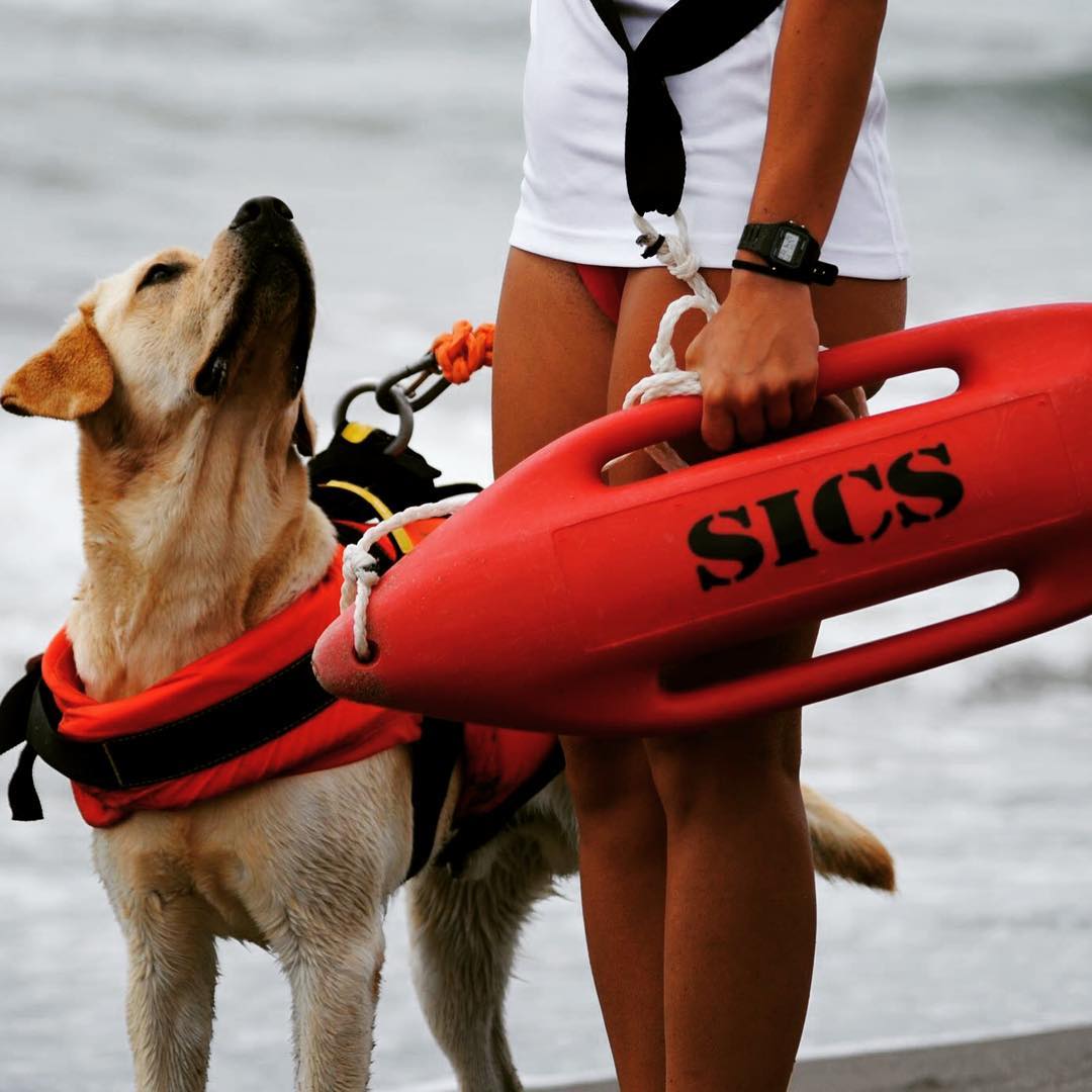Alerta fofura: em Itália, há cães nadadores-salvadores a patrulhar as praias