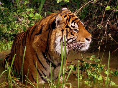 Está a chegar às lojas o primeiro jogo de tabuleiro de Nuno Markl