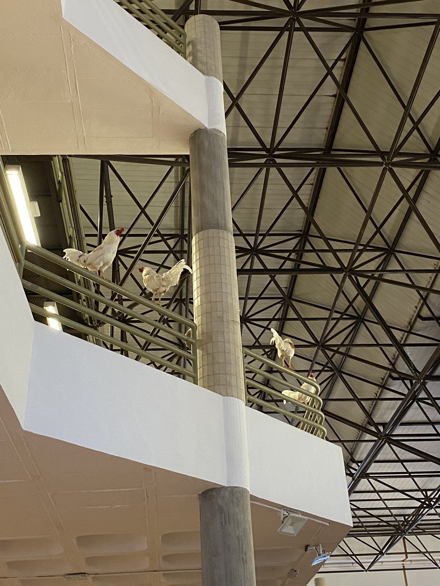 Esta universidade tem novas “alunas”. Veja as imagens da invasão das galinhas