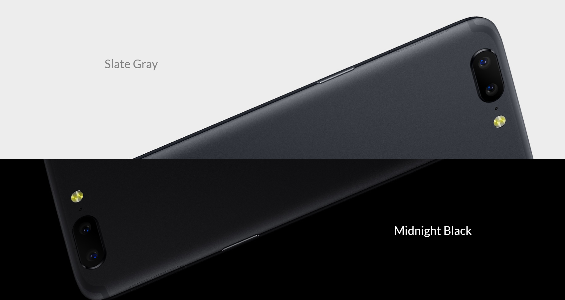 Finlândia revoluciona método de deteção de COVID-19 e treinou cães para farejarem o coronavírus