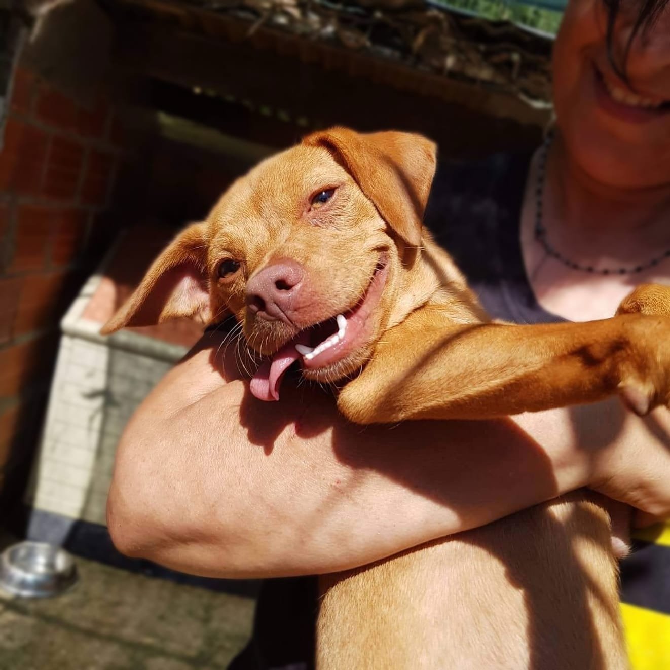 Dia do Animal. Vai ser difícil ver estas 22 fotos de cães e gatos para adotar e não querer ficar com um