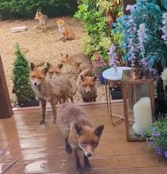 Mulher alimenta a mesma família de raposas há 25 anos. Veja os vídeos que partilha nas redes