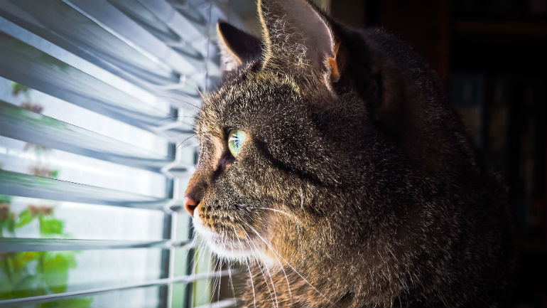 Sabia que há plantas que podem matar os animais de estimação? Conheça os perigos