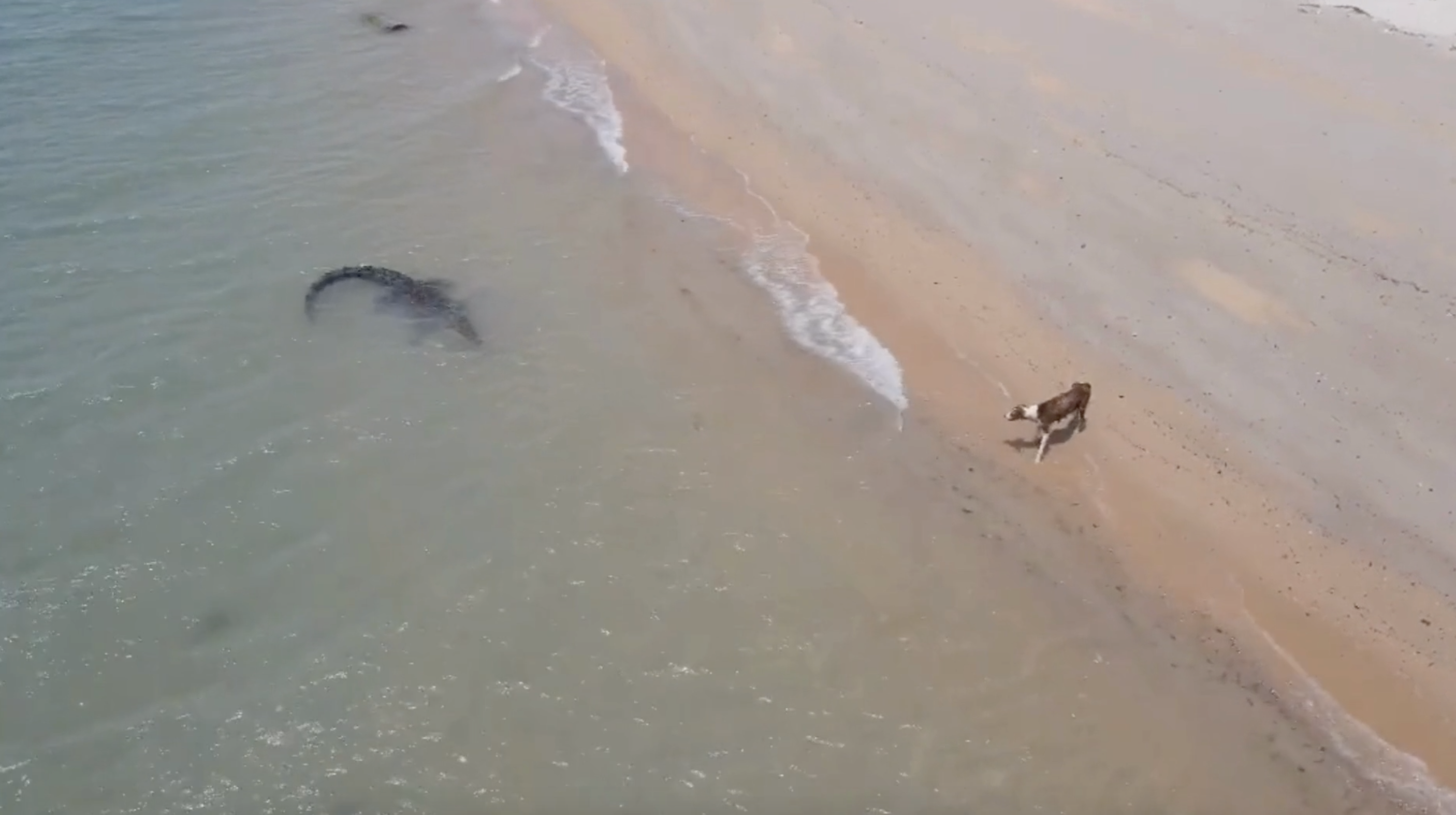 Vídeo capta ataque de um crocodilo a um cão à beira-mar. Nem vai acreditar no final (veja o vídeo)