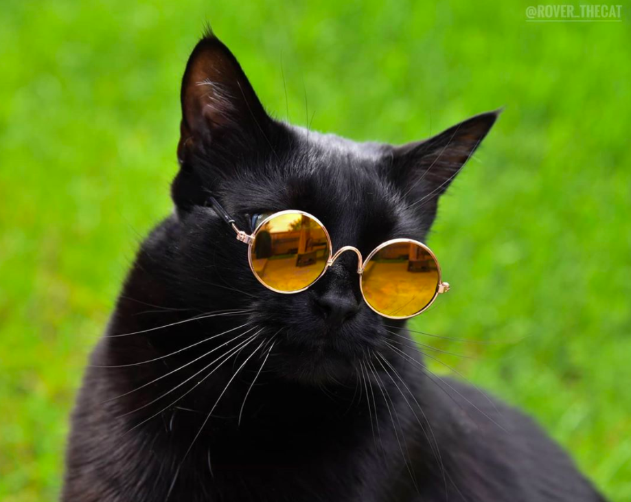 O gato Rover é o novo ícone da moda no Instagram — veja as fotos