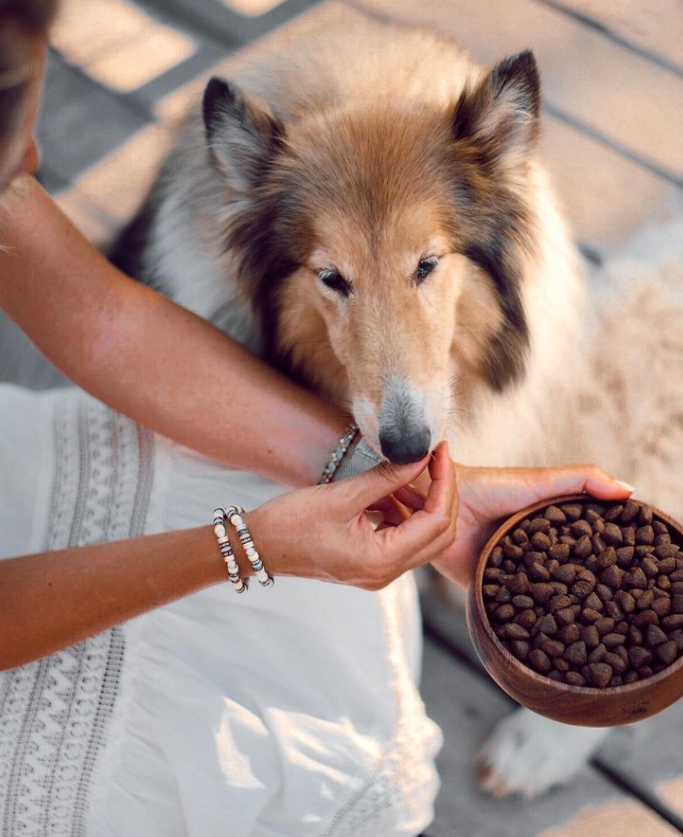 Nutri Chance. Esta ração portuguesa alimenta os seus animais, mas também ajuda os sem família