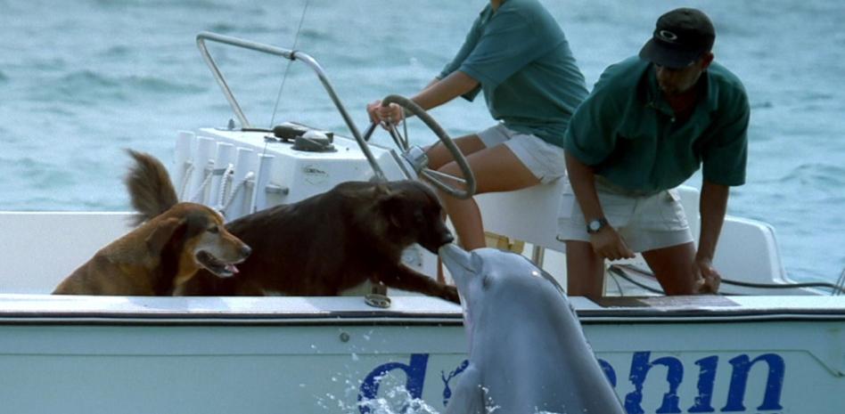 Inacreditável. Golfinho e cães que estavam a andar de barco trocam carícias. Veja o vídeo