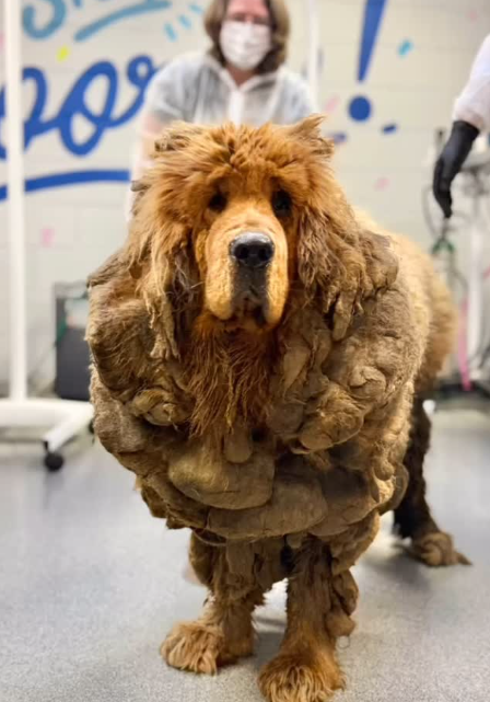 Cadela encontrada com 13 kg de pelo e urina e fezes agarradas. Nem vai acreditar nesta transformação