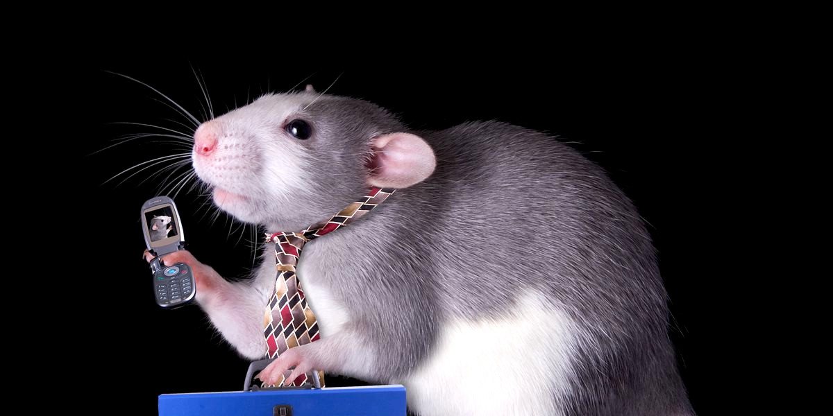 Radiação dos primeiros telemóveis causa cancro nos ratos. Nos humanos ainda não se sabe