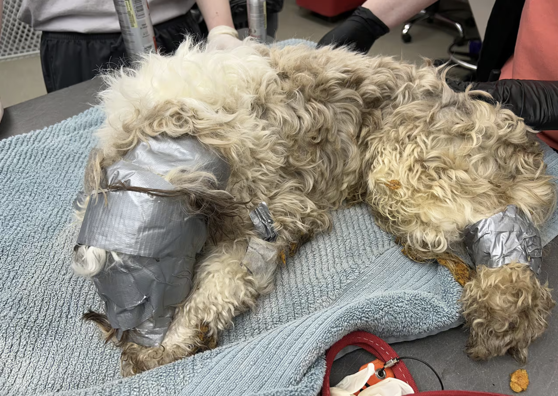 Enrolaram um cão com fita adesiva e atiraram-no para o caixote do lixo. Veja como acabou esta história