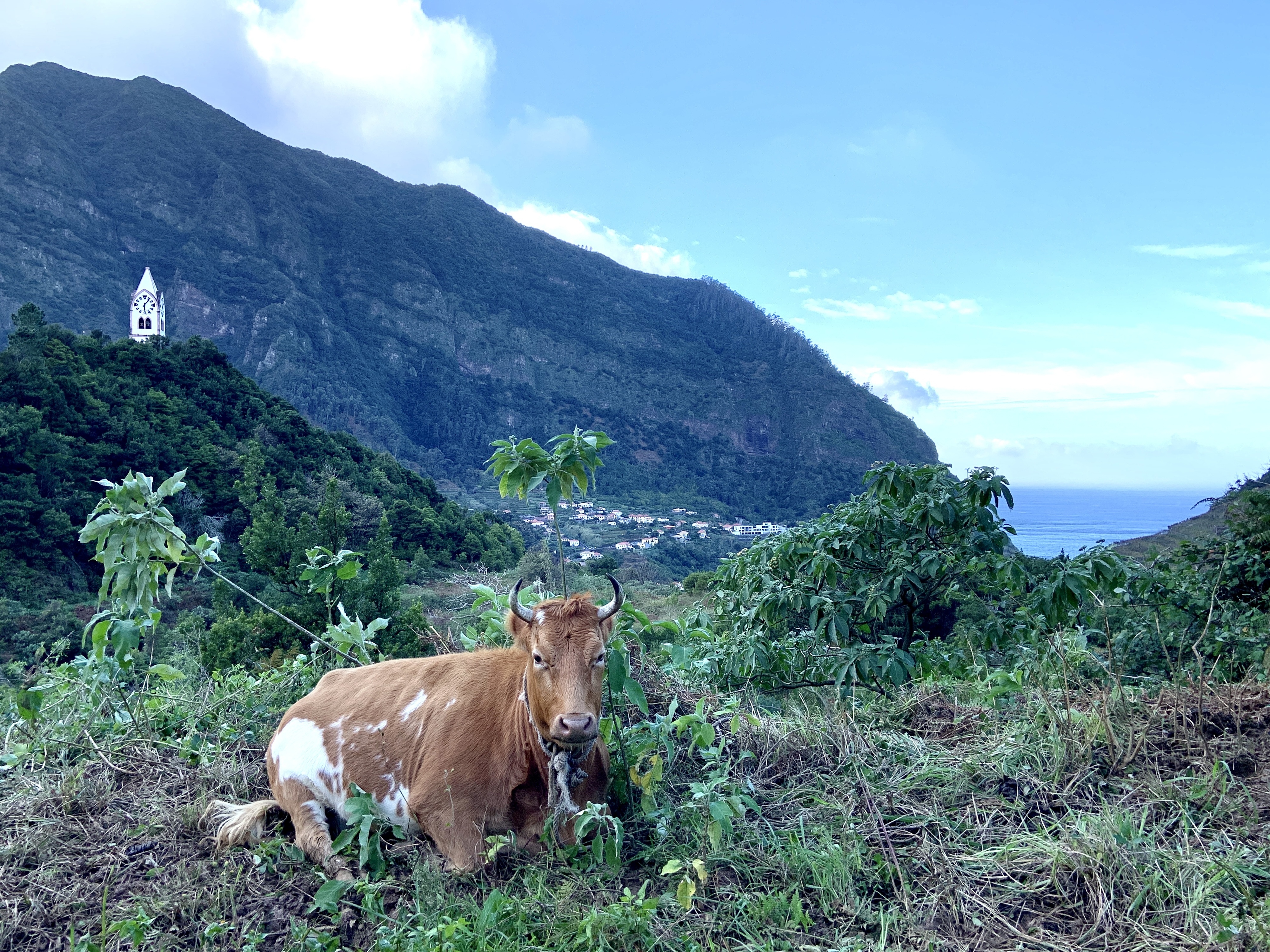 Das paisagens à História. 7 sítios que tem mesmo de visitar na ilha da Madeira