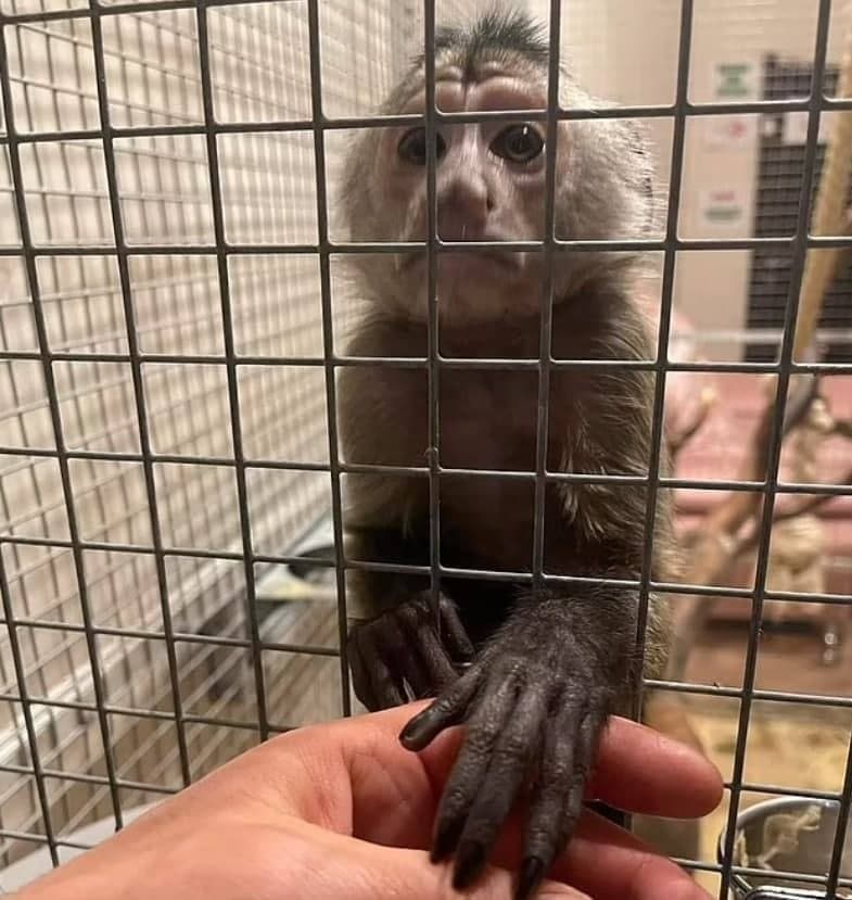 Entre tiros, explosões e escassez de alimentos, há quatro mil animais reféns da guerra na Ucrânia