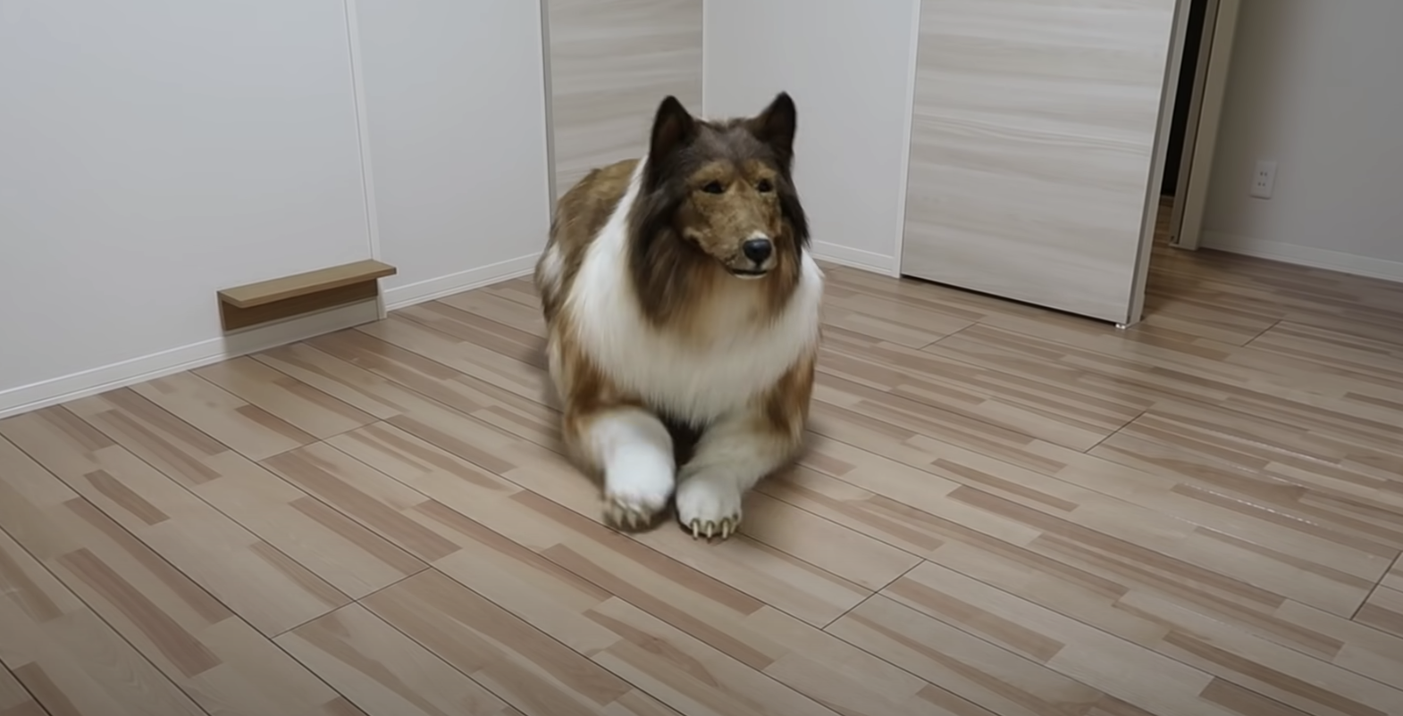 Homem identifica-se como um cão e gastou 14.000€ para se transformar. Veja o vídeo