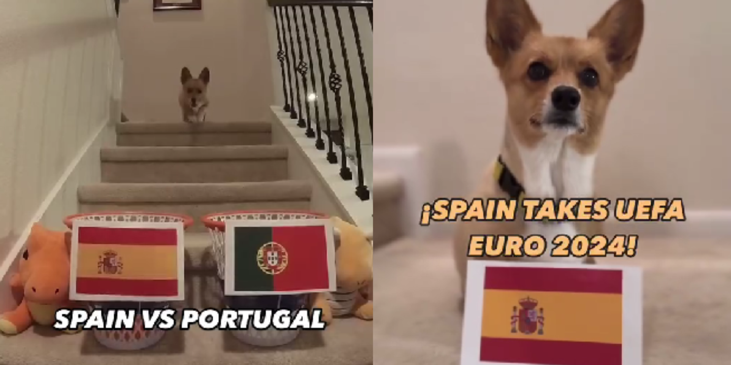 Euro 2024. Cão prevê final entre Portugal e Espanha (mas a antevisão não é animadora)