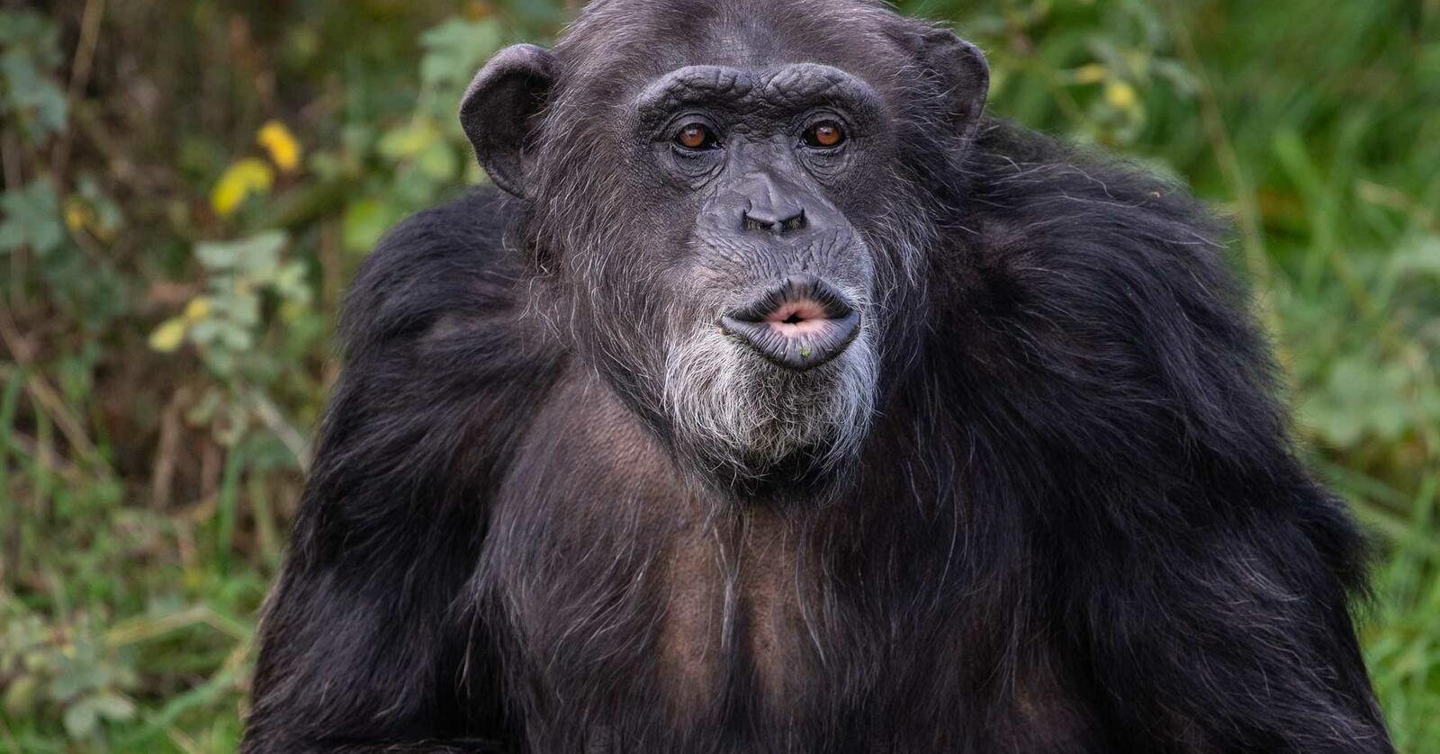 Este chimpanzé faz 50 anos e já ultrapassou a idade média para primatas que vivem em cativeiro