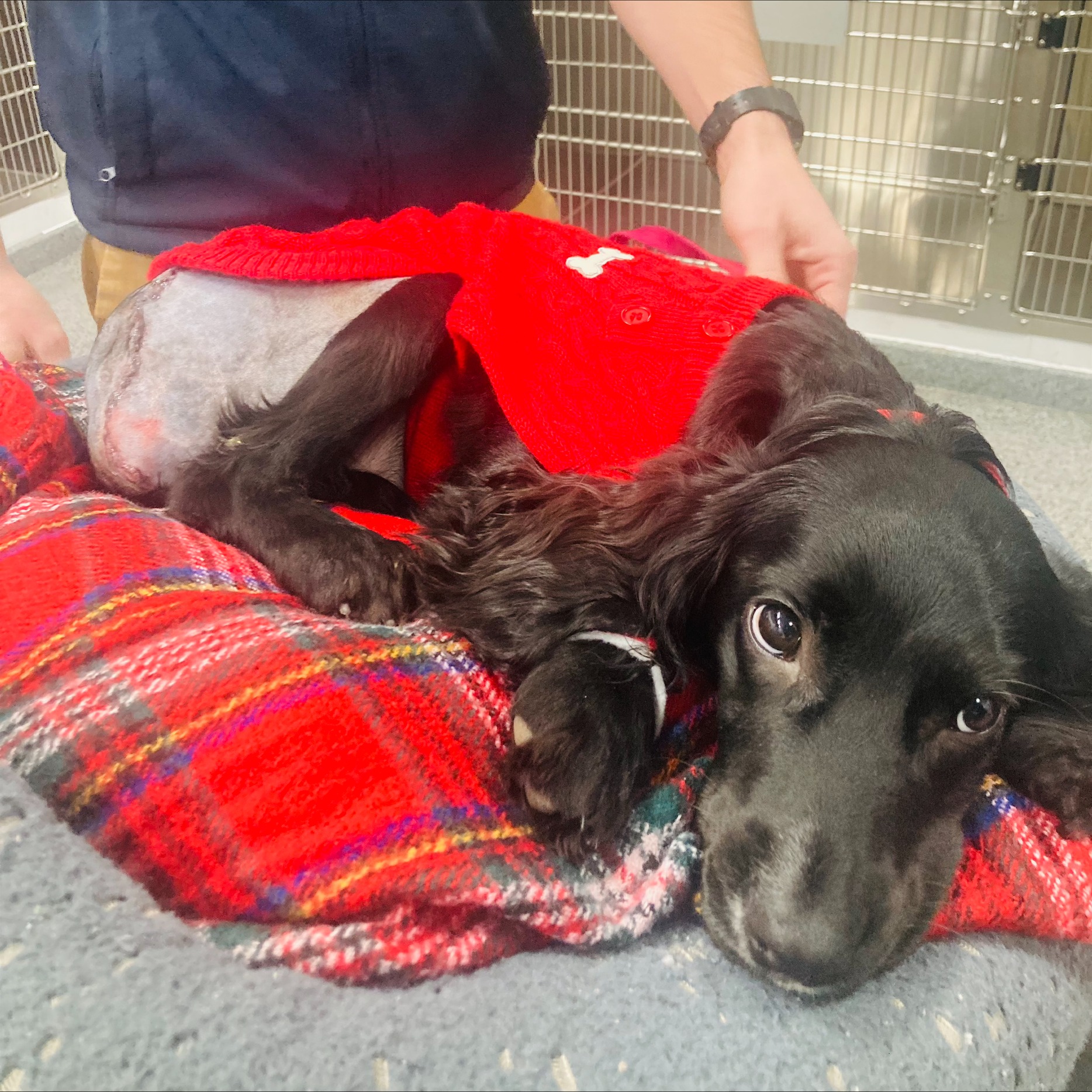 Cadela com 6 patas que foi abandonada mais perto de um final feliz. Saiba porquê (e veja a transformação)