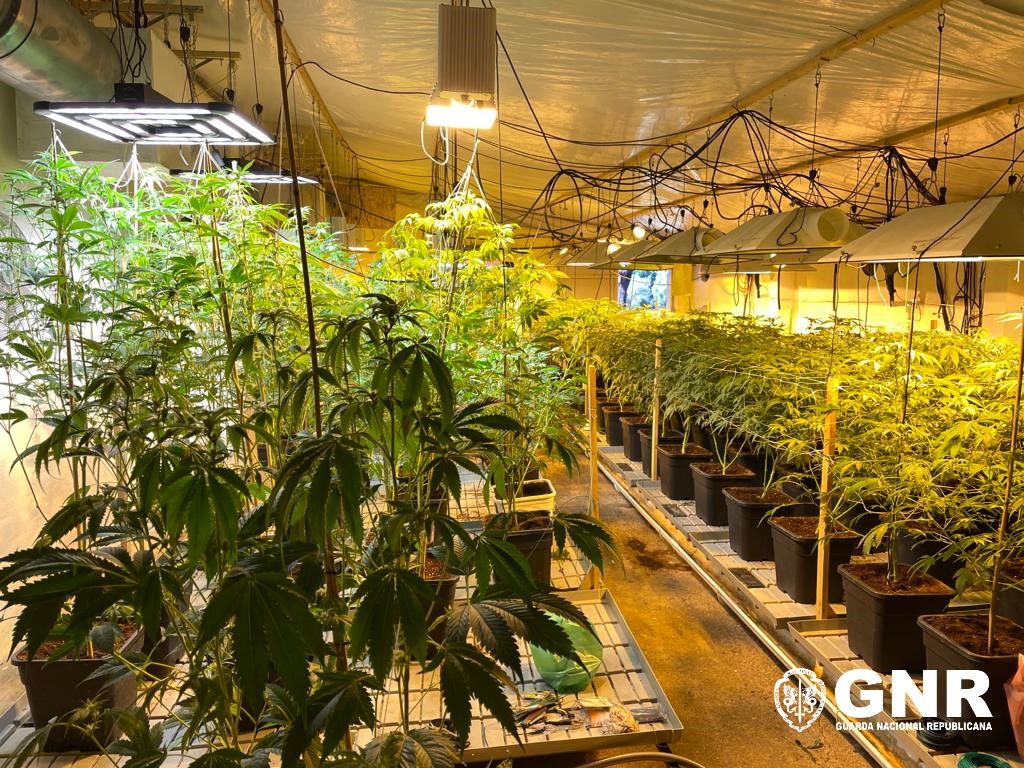 GNR desmantela grande planta&ccedil;&atilde;o de can&aacute;bis em Coruche. Foram apreendidas 459 plantas e 37.526 doses