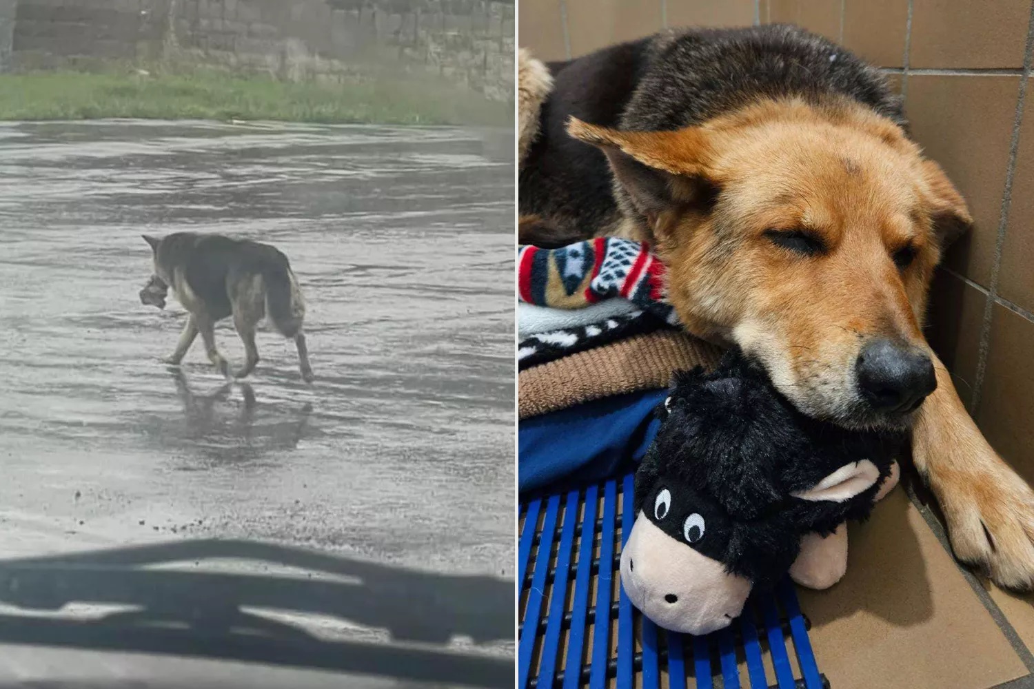 Pastor alemão perdeu dono e andou a vaguear à chuva, com peluche na boca. Foi salvo e já tem uma nova família