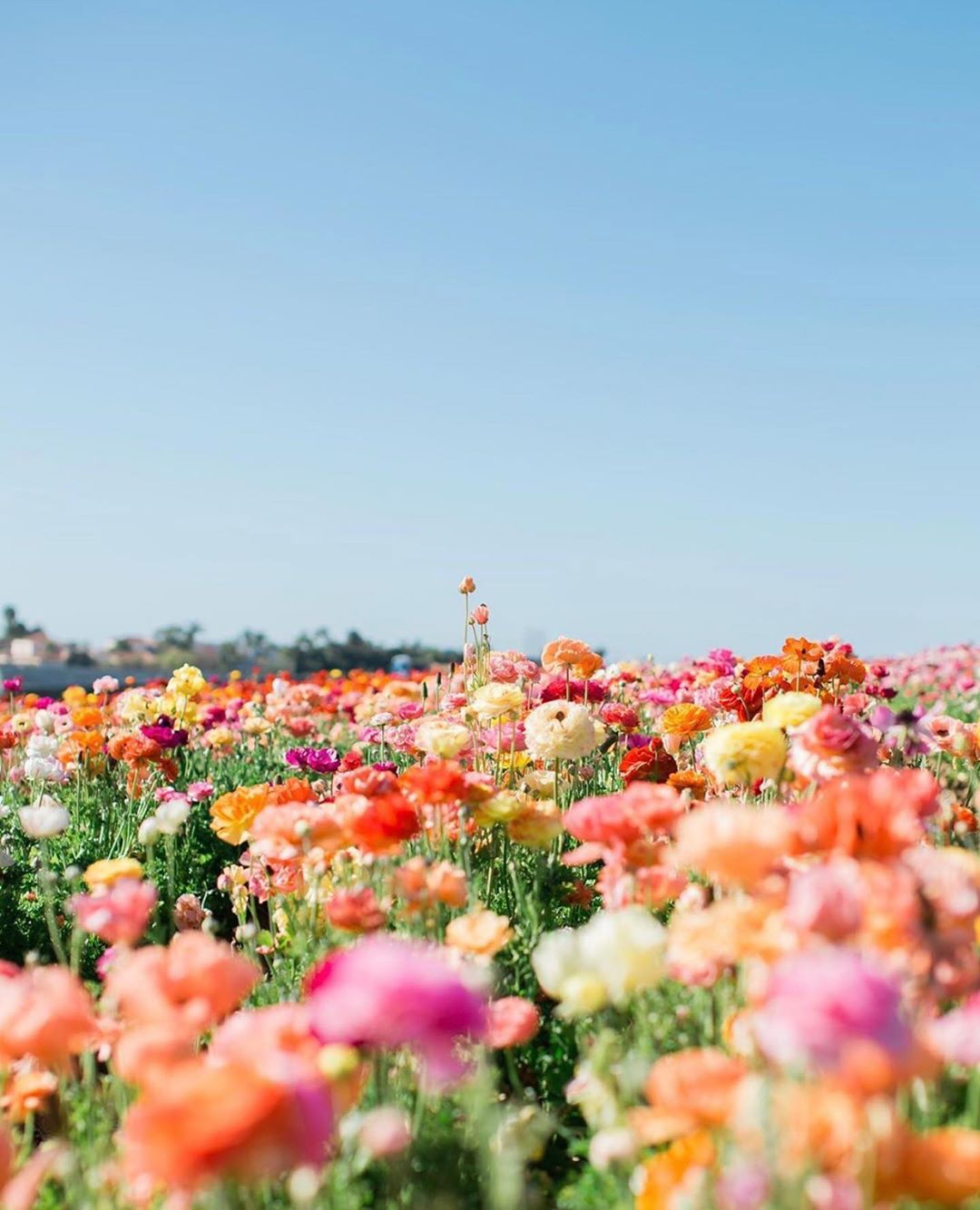 Se acha que só os cafés são instagramáveis, ainda não viu este jardim de flores