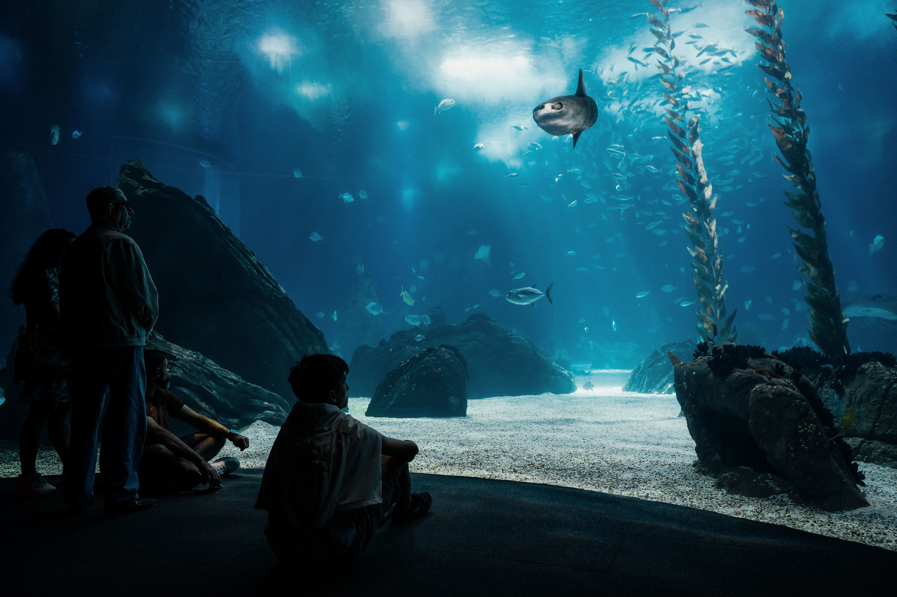 Bilhetes para o Oceanário estão com 50% de desconto. Mas por tempo limitado