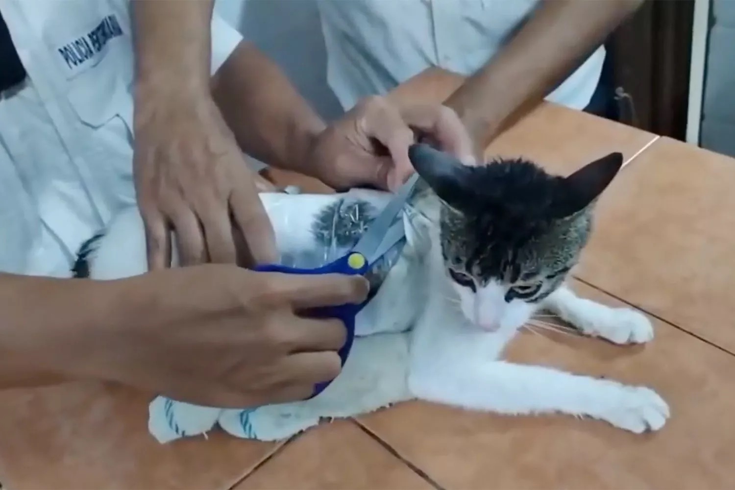 Insólito. Gato é apanhado a tentar levar marijuana e heroína para dentro de prisão