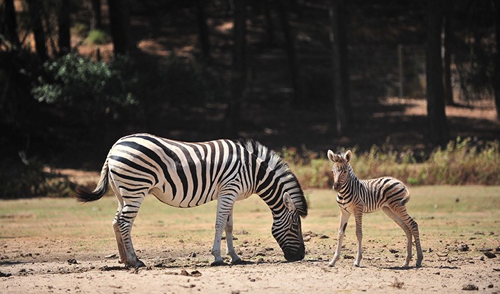 Badoca Safari Park em risco de fechar e sem dinheiro para alimentar animais