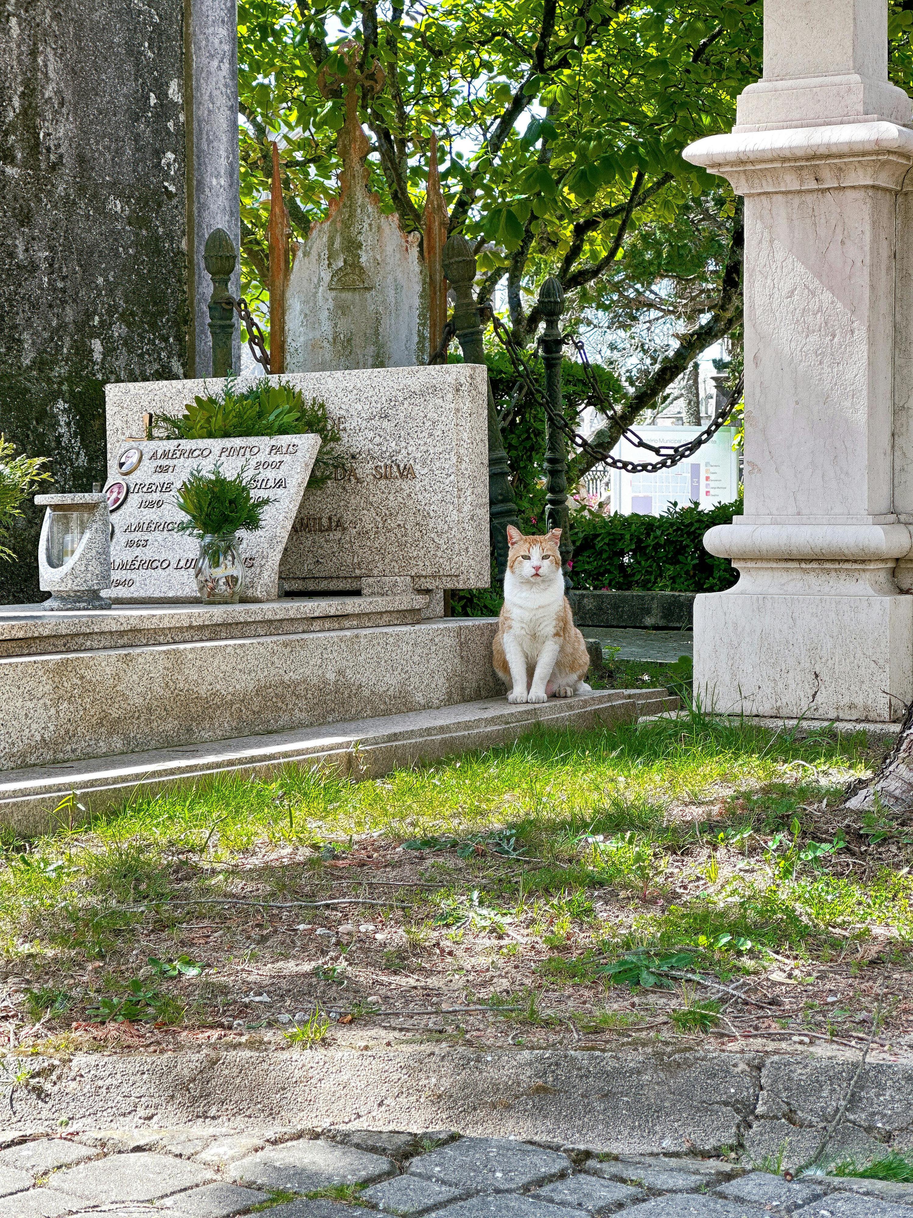 Gato da Póvoa de Varzim que vivia no cemitério depois de o dono morrer foi envenenado. Conheça a história de Garfield